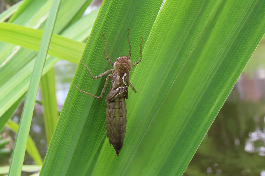 dragonfly, insect, nature, odonata, grote keizerlibel, larvenhuidje