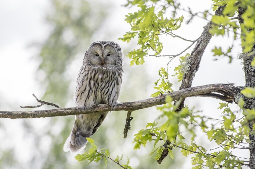 ural owl, bird, wildlife, animal, owl, bird of prey, strix uralensis, nature, beak, feather, animals in the wild, outdoors, carnivore, forest, animals hunting, brown, tree, close-up, one animal, beauty in nature, woodland, owl, owl, owl, owl, owl
