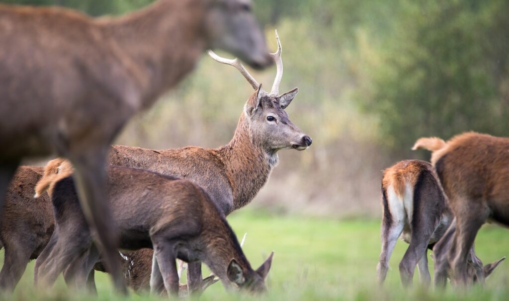 stag, doe, nature, savage, mammals, fauna, field, belgium, stag, stag, stag, stag, stag, belgium, belgium